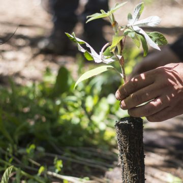Parque Nacional da Tijuca recebe 300 mudas de árvores em ação de plantio do “Instituto Conhecer para Conservar”