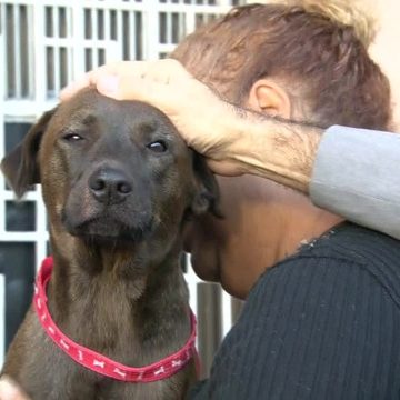 Polícia busca suspeitos de tentar envenenar cães em abrigo na Zona Norte do Rio
