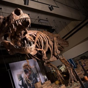 Tiranossauro rex tinha 'ar-condicionado' na cabeça, indica estudo