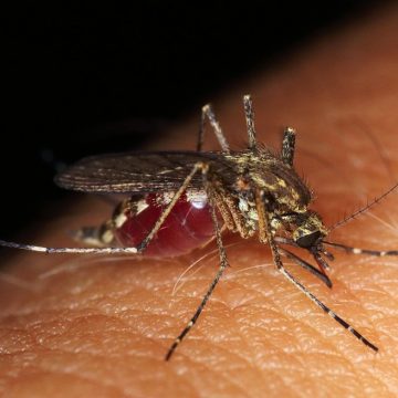 Vírus da zika pode causar complicações neurológicas em adultos, diz estudo da UFRJ