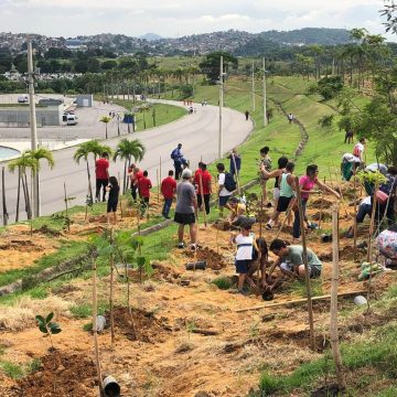 Três anos após Olimpíada, Prefeitura do Rio inicia replantio de 13 mil mudas plantadas por atletas