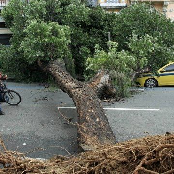 Árvore cai sobre táxi na Lapa: 'Foi uma coisa de outro mundo'