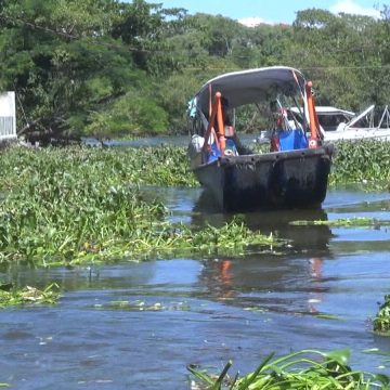 Gigogas atrapalham transporte de passageiros nas lagoas da Barra e de Jacarepaguá