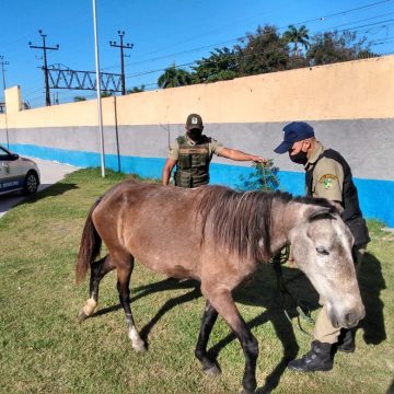 Cavalo é resgatado pelo Grupamento Tático Ambiental