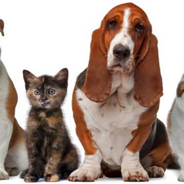 Gov. Cláudio Castro sanciona lei que regulariza procriação e venda de cães e gatos