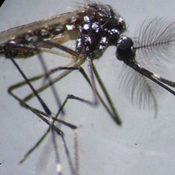 Rio está em situação de alerta para infestação pelo Aedes aegypti, transmissor de dengue, zika e chikungunya, aponta levantamento